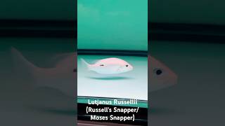 Lutjanus Russellii Russells SnapperMoses Snapper [upl. by Nickolaus]