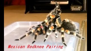 Breeding a pair of Brachypelma Hamorii Mexican Red Knee Tarantula [upl. by Dust323]