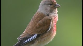 Linotte mélodieuse Common Linnet  Hänfling  Carduelis canna bina [upl. by Damales390]