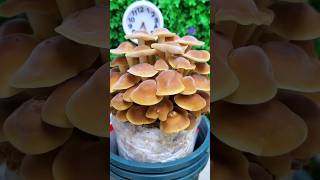 Time lapse video of mushroom plant🍄  life cycle of mushroom shorts like share subscribe [upl. by Zea]