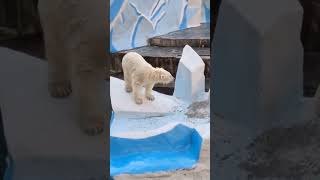 Polar Bears Playing Around polarbear [upl. by Langsdon951]