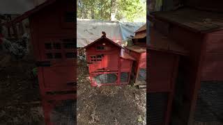 Leghorn or Rhode Island Pick Your Perfect Coop from Chicken Coop Company [upl. by Gambrell]