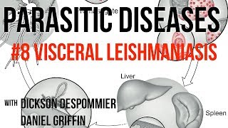 Parasitic Diseases Lectures 8 Visceral Leishmaniasis [upl. by Ydisahc]