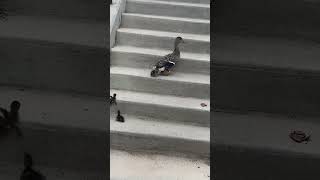 Couple of ducks climbing some stairs  sub for more ducks [upl. by Eelatan]