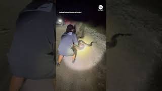 Massive Burmese python captured in Florida [upl. by Lustick]