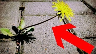 Gartentipp Unkraut amp Moos leicht aus Fugen entfernen ohne Bücken – Pflasterfugen reinigen Lifehack [upl. by Custer397]