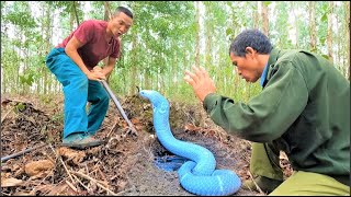 When the king cobras are angry  Video of catching the worlds scariest king cobra [upl. by Nodnyl895]