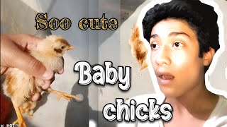 Baby chicks 🐤lay aye [upl. by Yetac]