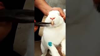 Rabbit owner help cutting teeth🤨 shorts viral trending factforma [upl. by Weatherley91]