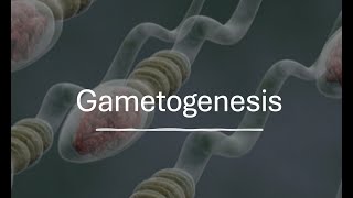 Gametogenesis [upl. by Savil]