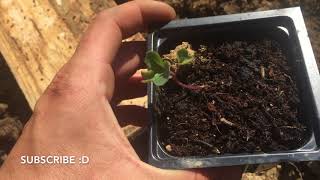 How To Transplant Cauliflower From Seed Containers to Home Garden [upl. by Lymann]