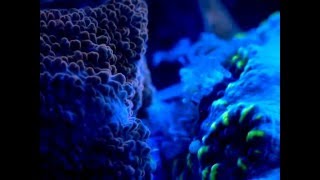 Faceoff  Coral competition and cannibalism [upl. by Tema]