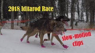 2018 Iditarod Dogsled Race SlowMo Video [upl. by Ram731]