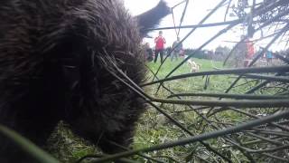 Démonstration de ferme PaÏsAn 2016 Félines Minervois [upl. by Aneerak591]