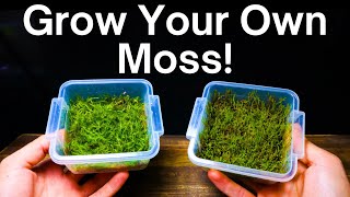 How To Propagate Moss  Simple amp Easy Method [upl. by Sartin]