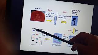 Pulse field gel electrophoresis [upl. by Anzovin626]