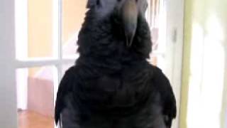 Rudy the African Grey Parrot [upl. by Batty]