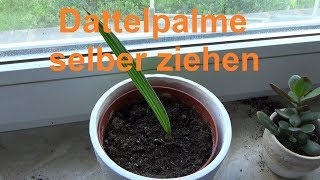 Dattelpalme züchten Dattel selber ziehen Datteln Palmen vermehren [upl. by Sophy]