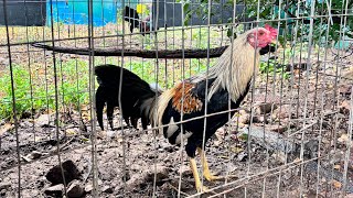 MEDICAMENTO PARA CATARRO EN GALLOS Y GALLINAS [upl. by Kacey]