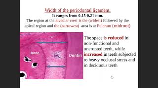 Oral Biology  13Periodontal Ligament 1 [upl. by Radferd]