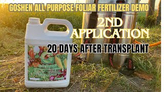 GOSHEN ALL PURPOSE FOLIAR FERTILIZER 2nd APPLICATION 20 DAT [upl. by Heloise]