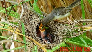 Impressive  bird take grasshopper and worm to feed her chicks💕💕💕💕 [upl. by Trabue]