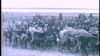 Reindeer roundup 1960s [upl. by Faucher]