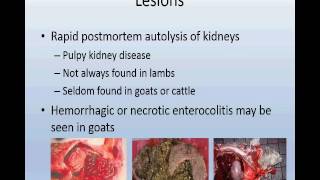 Enterotoxemia Clostridium perfringens in sheepgoatcalves [upl. by Nywled]