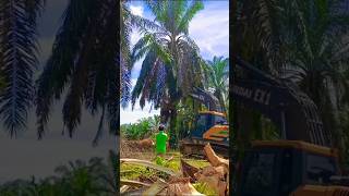 When are palmwell trees cut downviralshortfarmingpalmgardenmalaysiafruitpalm [upl. by Nyrb]