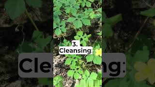 3 GREAT Uses Of CERASEE drsebiapproved bitter cleansing diuretic [upl. by Eelitan]