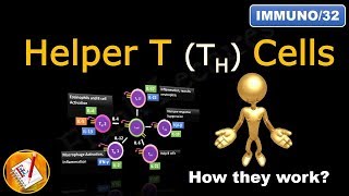 Helper T Cells TH1 cells TH2 cells TH17 cells TFH cells and Treg cells FLImmuno32 [upl. by Ayyidas]