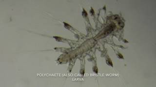 Zooplankton video 2 2017 [upl. by Mazel265]