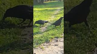 Nervous Mr Whitefoot jr with his girlfriend ❤️ crowsounds crow lightlanguage [upl. by Mcgaw]