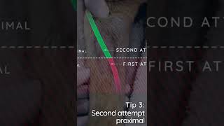 Tips for placing IV catheters in veterinary clinicalskills catheter vet vetschool vettech dog [upl. by Jolda]