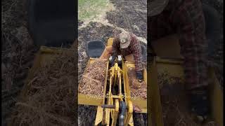 Miscanthus￼ Rhizome planting TheBrackettShow [upl. by Weiman]