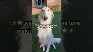 ✨⭐️we are Borzois⭐️✨ borzoi doglife dogs weare hosegoat sighthound dramatic [upl. by Kalmick]