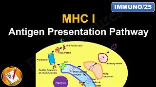 Antigen Processing and Presentation PART I MHC I Antigen Presentation pathway FLImmuno25 [upl. by Nosiaj490]