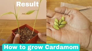 How to grow Cardamom from seeds How to grow Cardamom plant from seeds [upl. by Tnomel]