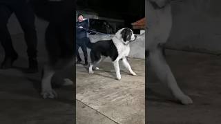 👑 Kangal vs Alabai 😱 Fight Alabai vs Kangal Dog viral trending shorts pitbull [upl. by Noseyt]