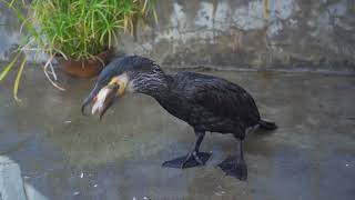 Cormorant eating fish tail [upl. by Garrity]