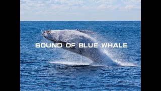 Sound Of Blue Whale [upl. by Einolem]