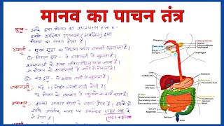 मानव पाचन तंत्र का सचित्र वर्णन  pachan tantra ka sachitra varnan  human digestive system [upl. by Hime]