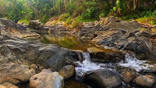 River Sounds for Sleeping amp Relaxation Water White Noise  Birds chirping  Stress Relief  ASMR [upl. by Pennebaker]