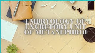 Embryology of excretory units  metanephros  Development of urogenital system [upl. by Lemuela]