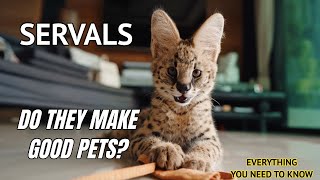 Serval Cats Do They make good pets 2022 [upl. by Anitan]