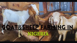 GOAT AND SHEEP FARMING IN NIGERIA Tips on starting a goat farm [upl. by Ehcsrop678]