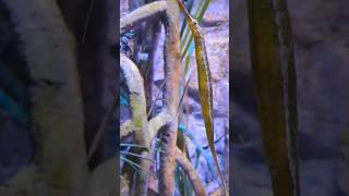 擬海龍 Alligator pipefish animals [upl. by Michelina]