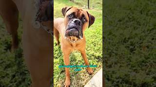 Bullmastiff Puppy Cuteness Overload Goofy and Grazing 😁❤ [upl. by Arutek154]