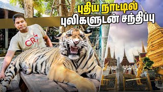 REAL புலி வால பிடிக்க போறேன்😱  Tiger Park  Pattaya  Thailand  Rj Chandru Vlogs [upl. by Sasnak]