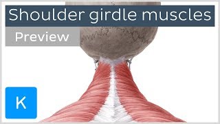 Muscles of the shoulder girdle preview  Human Anatomy  Kenhub [upl. by Ylrevaw]